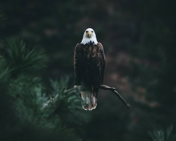 Majestic Eagle