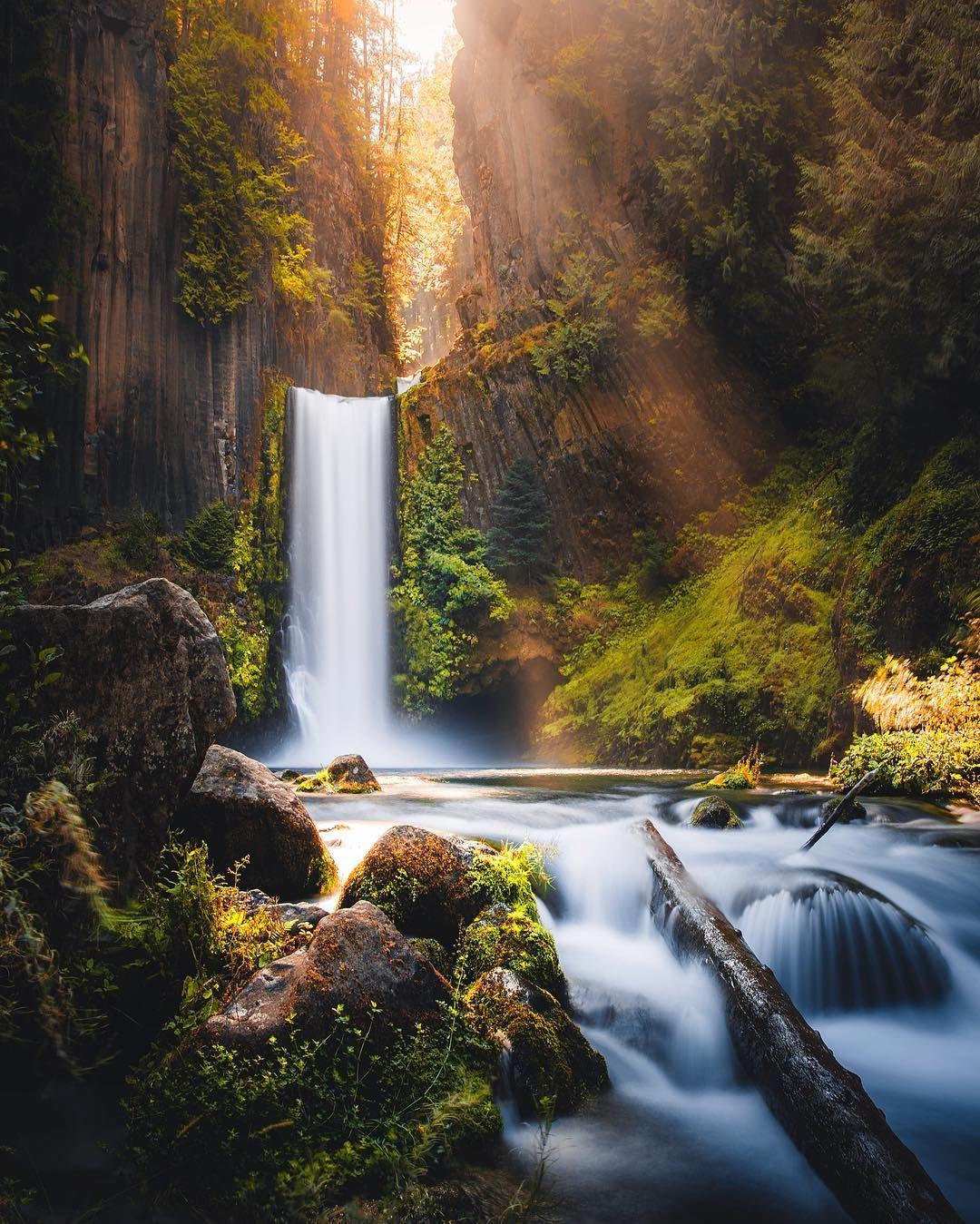Beautiful Green Forest